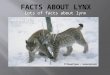Lots of facts about lynx. You can see the tuffs on tis lynxes ears