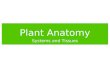 Plant Anatomy Systems and Tissues. Plant Structure Root and shoot systems are made up of basic plant organs: roots, leaves, stems, flowers