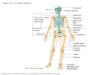 Copyright © 2011 Pearson Education, Inc., publishing as Pearson Benjamin Cummings. Figure 7.1a The human skeleton. Skull Thoracic cage (ribs and sternum)