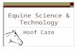 Equine Science & Technology Hoof Care. Structure of the Foot