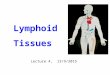 Lymphoid Tissues Lecture 4, 13/9/2015. What are lymphoid tissues Organised tissues containing immune cells. Where cells develop and mature, (primary/central