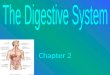 Chapter 2 2.1 Digestive Process Begins The Digestive Process Begins A.Functions Of the Digestive System 1. Three Main Functions a. Breaks down food