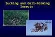 Sucking and Gall-Forming Insects. Sucking Insects Mouthparts pierce plant tissue and draw out fluid Importance: –Usually low in forests –Overuse of pesticides
