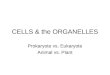 CELLS & the ORGANELLES Prokaryote vs. Eukaryote Animal vs. Plant