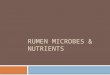 RUMEN MICROBES & NUTRIENTS. N compounds  Bacterial proteolysis: peptides, AA, ammonia.  Products used by non-proteolytic bacteria  Major source: ammonia