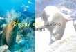 Energy and Living Things. Outline Energy Sources Solar-Powered Biosphere Photosynthetic Pathways Using Organic Molecules Chemical Composition and Nutrient