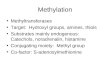 Methylation Methyltransferases Target: Hydroxyl groups, amines, thiols Substrates mainly endogenous: Catechols, noradrenalin, histamine Conjugating moiety: