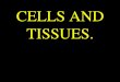 CELLS AND TISSUES.. Tissue: A Definition A group of connected, interdependent cells that cooperate to perform a (common) specific function