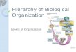 Hierarchy of Biological Organization Levels of Organization
