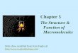 Chapter 5 The Structure & Function of Macromolecules Slide show modified from Kim Foglia @  