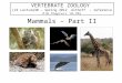 Mammals – Part II VERTEBRATE ZOOLOGY (VZ Lecture30 – Spring 2012 Althoff - reference PJH Chapters 18-20) Bill Horn