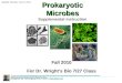 Prokaryotic Microbes Supplemental instruction Designed by Pyeongsug Kim ©2010 sibio@att.netsibio@att.net Fall 2010 For Dr. Wright’s Bio 7/27 Class Updated: