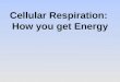Cellular Respiration: How you get Energy. Review: Producers  Producers get their energy from the sun.  Producers convert this light energy into stored