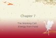 Chapter 7 The Working Cell: Energy from Food. Do Now  What do plants need to make sugar?  What do animals get from plants?
