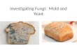 Investigating Fungi: Mold and Yeast. Fungi Fungi are in their own kingdom. – They do not capture their own food like animals and cannot make their own