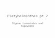 Platyhelminthes pt 2 Digene trematodes and tapeworms
