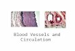 Blood Vessels and Circulation. 2 Some embryology first  There are at first six pairs of aortic arches  In fish these are connected to the gills  They