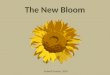 The New Bloom Folwell Dunbar, 2007. Knowledge Comprehension Application Analysis Synthesis Evaluation BLOOM 1956