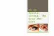 Ch 11 Special Senses: The Eyes and Ears. Terms for Eyes  Iris- ir/i, ir/o, irid/o, irit/o- controls the amount of light entering the eye  Lens- phac/o-