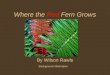 Where the Red Fern Grows By Wilson Rawls Background Information