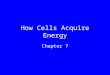 How Cells Acquire Energy Chapter 7. Photoautotrophs Capture sunlight energy and use it to carry out photosynthesis –Plants –Some bacteria –Many protistans