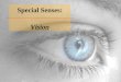 Special Senses: Vision. Eye Cancer (Retinoblastoma)