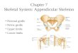 Chapter 7 Skeletal System: Appendicular Skeleton Pectoral girdle Pelvic girdle Upper limbs Lower limbs
