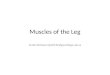 Muscles of the Leg Scott.lehbauer@lethbridgecollege.ab.ca