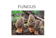 FUNGUS. Fungus – Structure and Function Fungus have body structures and modes of reproduction unlike other eukaryotic organisms