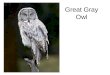 Great Gray Owl. Pygmy Owl Barred Owl Long-eared owl