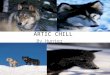 ARTIC CHILL By Hunter Soletski. Location The location means somewhere your going like the Arctic. It is very cold there
