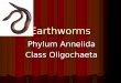 Earthworms Phylum Annelida Class Oligochaeta. Where do earthworms live? They live in burrows in the dirt They live in burrows in the dirt They tunnel