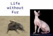 Life without Fur. Mikhail Gelfand Research and Training Center of Bioinformatics, Institute for Information Transmission Problems, RAS Genome Dynamics: