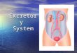 Excretory System. What does the blood carry away from body cells? 1. Oxygen & waste 2. Carbon dioxide & waste 3. Carbon dioxide & nutrients 4. Oxygen