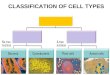CLASSIFICATION OF CELL TYPES. Cell analogy: a cell factory