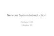 Nervous System Introduction Biology 2121 Chapter 11