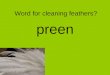 Word for cleaning feathers? preen. 3 systems united in cloaca Digestive, reproduction, excretory