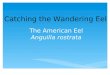 The American Eel Anguilla rostrata Catching the Wandering Eel