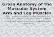 Gross Anatomy of the Muscular System Arm and Leg Muscles Note: these muscles are best studied with the actual models. Due to the structure of your limbs