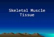 Skeletal Muscle Tissue. Skeletal Muscle Tissue Arrangement Myofibrils – contractile elements of muscle tissue