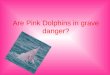 Are Pink Dolphins in grave danger?. What are they called? Botos in Brazil Bufeo or geoffrensis in Peru. Mostly Pink Dolphins. Geoffrenis Pink Dolphin