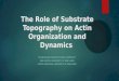 The Role of Substrate Topography on Actin Organization and Dynamics KEVIN BELNAP (BRIGHAM YOUNG UNIVERSITY) MIKE AZATOV (UNIVERSITY OF MARYLAND) ARPITA