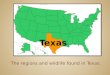 The regions and wildlife found in Texas.. Texas is filled with a wide variety of animals, insects, flora, reptiles and amphib- ians