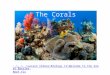 The Corals  firefox-a&hs=3Rf&sa=X&rls=org.mozilla:en- US:official&biw=1252&bih=583&tbm=isch&pr md=imvns&tbnid=k4rqYDu38pmxxM:&imgrefu