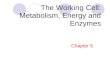 The Working Cell: Metabolism, Energy and Enzymes Chapter 5