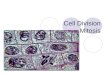 Cell Division Mitosis. Overview of Mitosis 1 Cell (mother cell) divides into 2 Cells (daughter cells) Each new cell is an exact copy of the mother cell