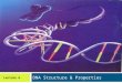 DNA Structure & Properties Lecture 6. Lecture Objectives  Describe the experiments that first supported the hypothesis that a cell’s hereditary material