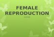 FEMALE REPRODUCTION SYSTEM. OVARIES  2 Functions  Release Estrogen & Progesterone  Release mature egg cells  Contain Ova or eggs  Female born with