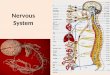 Nervous System. Functions of Nervous System The nervous system is the major controlling, regulatory, and communicating system in the body. It is the center