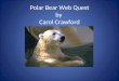 Polar Bear Web Quest by Carol Crawford. Polar Bears Introduction Polar bears are cute, furry, and funny. Have you ever wondered why they are white, what